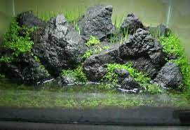 View Tanaman Aquascape Di Sawah Background In 2021 Aquascaping Aquarium Tanaman Air