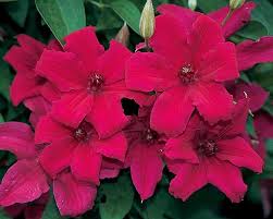 When autocomplete results are available use up and down arrows to review and enter to select. Clematis Cardinal Wyszynski Bluestone Perennials