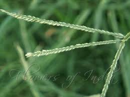 Image result for Eleusine indica