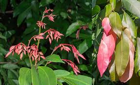 Image result for Baikiaea