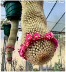 We're sorry, this content is not available in your location. The Huntington Botanical Gardens Presents The 2017 Offering Of The International Iuccculent Introductions
