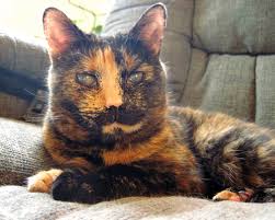 الساد ويكيبيديا