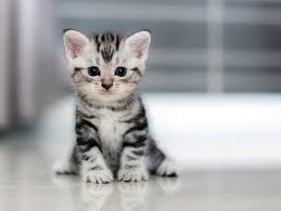 I believe cats are extremely cute also when they grow up, maybe a different kind of cute but they will surprise you each day with something they do no matter how grown. How Fast Do Cats Grow My Animals