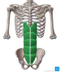 Related online courses on physioplus. Anterior Abdominal Muscles Anatomy And Functions Kenhub