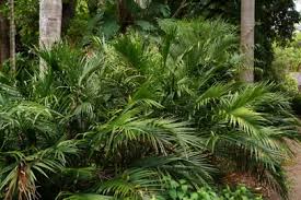 Image result for Chamaedorea cataractarum