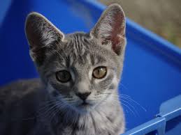 If you have a single sting with no allergic symptoms, you may require only local wound care such as cleaning and applying antibiotic ointment. Why Cher The Kitten Is Very Lucky To Bee Alive Vets Now