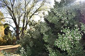 Image result for Colletia