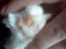 It may be a sign of a more serious condition. My Cat Has Some Odd Callus S On Her Back Paw Pads What Could This Be Thecatsite