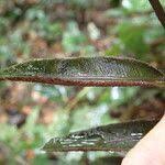 Image result for Lomariopsis rossii