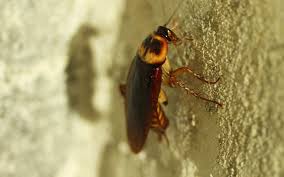 Get instant pest control near me and stop pests to take over. Gold Coast Pest Control Near Me Bug Squad Pest Control Gold Coast