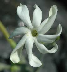 Image result for Jasminum fluminense