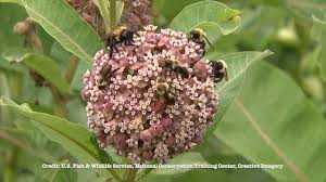 10 Reasons Why I Let The Milkweed Grow Bee Keeping Milkweed Beekeeping For Beginners