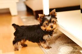 Short curly hair is beautiful and can look stylish on all women. Yorkie Poo Curly Hair Novocom Top