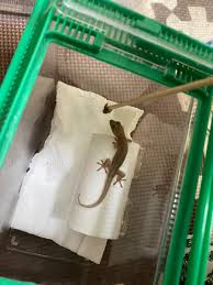 やもともりブログ