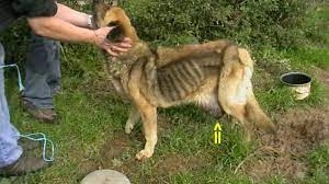 Syndromes that are secondary to cancer (termed paraneoplastic syndromes): Interview With A Veterinarian What Do I Do When My Dog Has Cancer Pethelpful