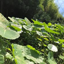 季節限定 産地直送 日本産 りゅうきゅう はす芋 高知県土佐山産 を通販で販売 夏の味覚を感じるりゅうきゅう ハスイモ をお楽しみ下さい