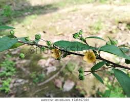 Image result for Sida chrysantha