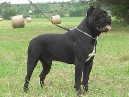Cane Corso Breed 17065 Hi Resolution Best Free Jpg Cane Corso Cane Corso Puppies Cane Corso Dog