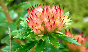 Natural organic herb tea bag dried flowers herbs with good tasty. China Factory Wholesale Drynaria For Teeth Medicinal Herbs Dried Rhodiola Rosea Hong Jing Tian Rose Root Drotrong Factory And Manufacturers Drotrong