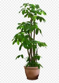 Here you can explore hq potted plant transparent illustrations, icons and clipart with filter setting like size, type, color etc. Transparent Background Pot Plant Png Png Download Vhv