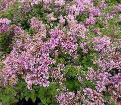 Image result for Syringa meyeri ´Palibin