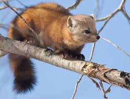 Mammals Of Minnesota American Marten Minnesota Dnr Martin Animal Animals Animals Wild