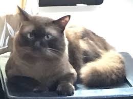 Have You Seen Catboy A Missing Siamese Cat Lost At Beach Road In 2020 Siamese Cats Cats Cat Colors