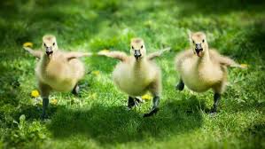 What are female geese called? What Is Called Baby Of Goose Brainly In