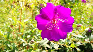 Purple Creeping Plant Flower In Stock Footage Video 100 Royalty Free 1009149545 Shutterstock Flowers Planting Flowers Purple Flowers