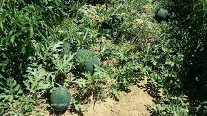 بالصور من خيرات بلدنا مزارع البطيخ من قطاع غزة Watermelon Farmer Plants