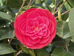 Tom Knudsen Camellia S Spectacular Dark Red Formal Blooms Are Accented By Deep Red Veining Flowers Make A Dazzling Contrast W Plants Plant Catalogs Camellia