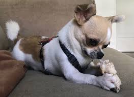 dats mine chihuahua love puppy lover dog cat