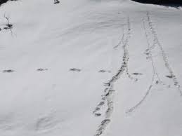 From sasquatch to the abominable snowman new dvd f. Army Find The Yeti The Abominable Snowman Game Afoot The Economic Times