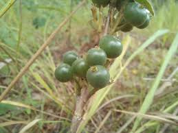 Image result for Pavetta radicans