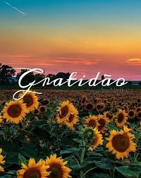 Papel De Parede Celular Flores Girassol Adesivo De Papel De Parede Gratuitas para uso comercial nao precisam de atribuicao sem direitos autorais. papel de parede celular flores girassol