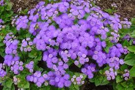 Maybe you would like to learn more about one of these? Piante Che Allontanano Le Zanzare Scopri Quali Sono