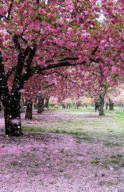 I Want To Lay In The Grass And Have Flower Petals Rain Down On Me Tree Photography Beautiful Nature Beautiful Photography Nature