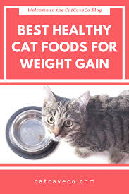 To help your senior cat lose weight, replace its dry cat food with canned food. Pin On Cat Food Ideas