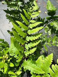 Image result for Dryopteris