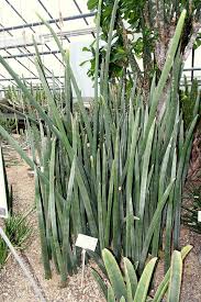 Image result for Dracaenaceae