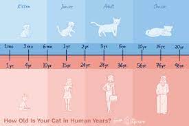 How Do You Calculate Cat Years To Human Years