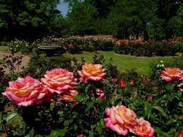Tyler Municipal Rose Garden Beautiful Flowers Garden Rose Garden Beautiful Gardens