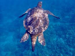 Sea Turtle Conservation Program