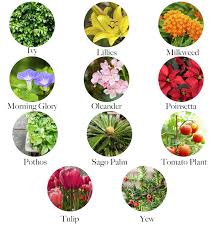 Lilies, tulips and azaleas may look pretty, but they can be deadly to cats and dogs if they ingest or come into the whole of the plant is dangerous, but the nuts are the worst. 23 Common Plants Poisonous To Pets Lakeside Garden Guild