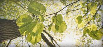 We did not find results for: Services Hazlett Tree Service