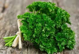 Cats that have aggression issues may begin chewing on plastic cords and other items around the house in an attempt to express their emotions. Can Rabbits Eat Parsley Is It Good Or Bad Pet Care Advisors