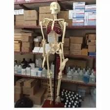 We did not find results for: Jual Torso Manusia Murah Harga Terbaru August 2021