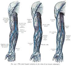 Cephalic Vein Wikipedia