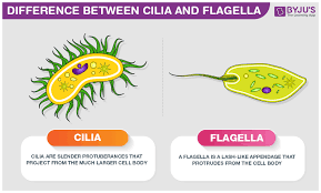 We did not find results for: Difference Between Cilia And Flagella An Overview