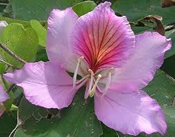 Image result for Bauhinia bowkeri